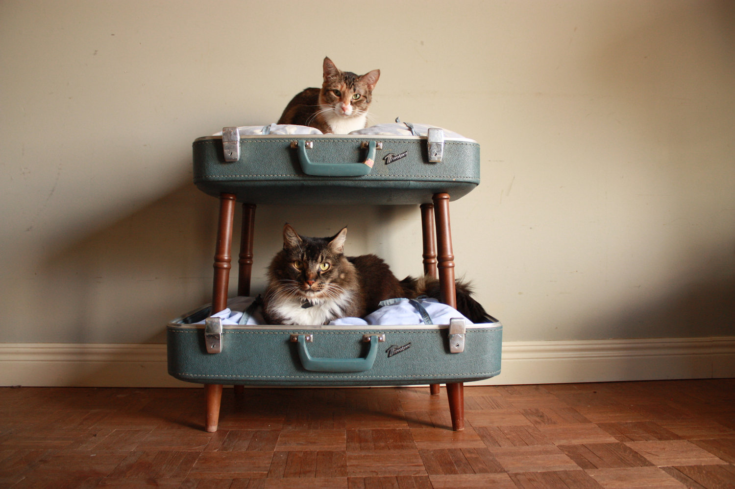 cat bunk beds (4)