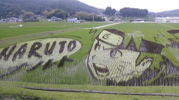 japan art rice field farm (5)