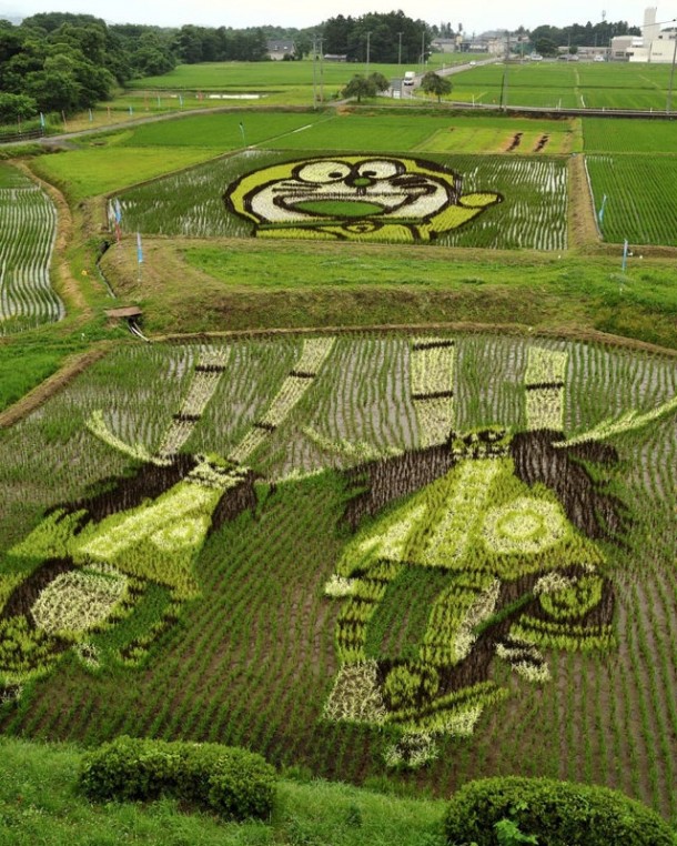 japan art rice field farm (7)