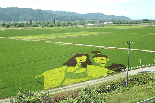 japan art rice field farm (8)