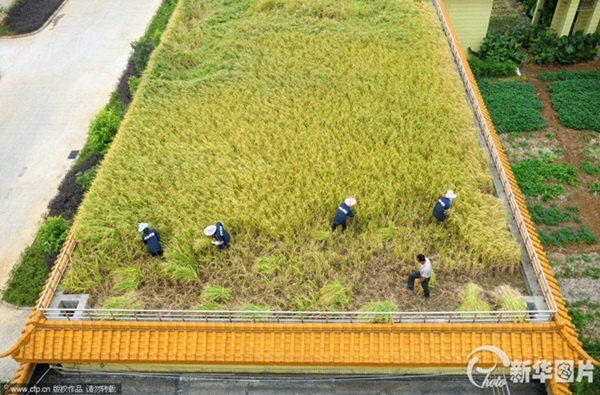 chinese-rice-field-factory-1