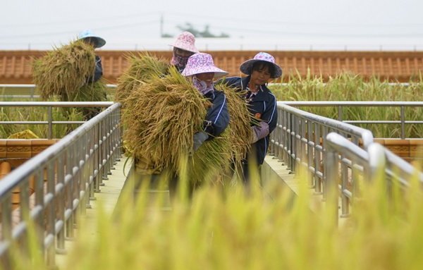 Labourers carry rice reaped from a paddy field on top of a wine factory
