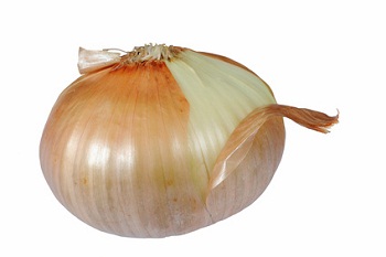 One onion bulb isolated