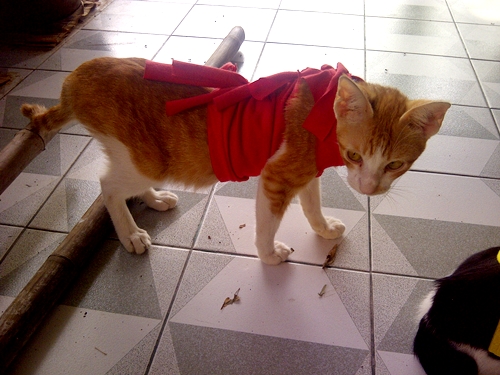 cool cat shirt diy (16)