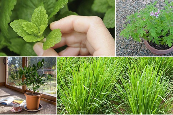 10-mosquito-repellent-plants-for-home (1)