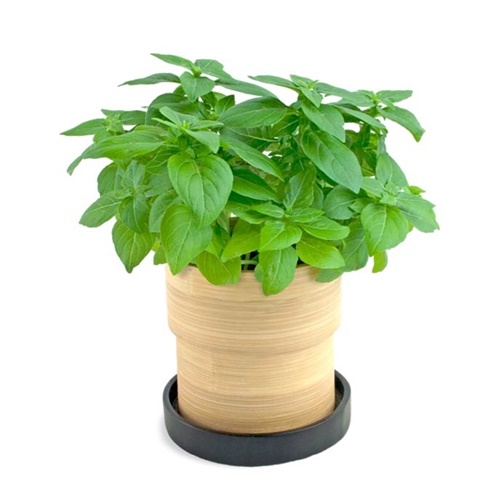 10-mosquito-repellent-plants-for-home (4)