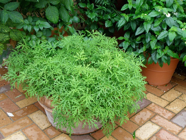 10-mosquito-repellent-plants-for-home (9)