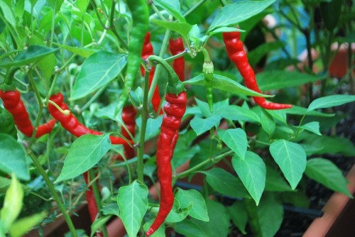 cayenne_peppers2-500x334