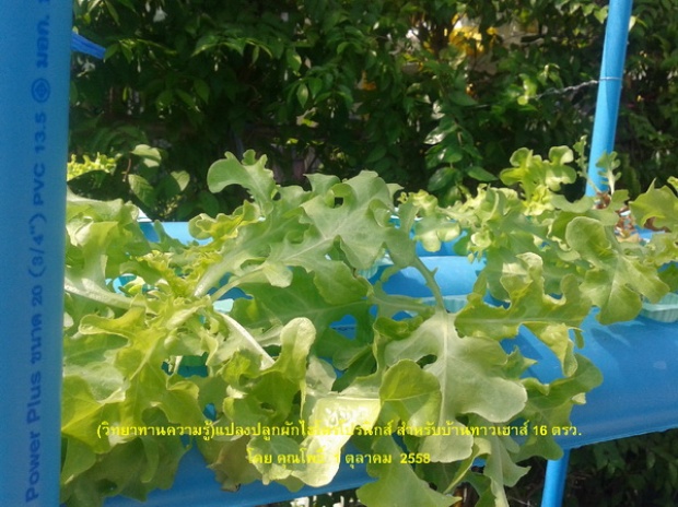 hydroponic veggie bed review (3)