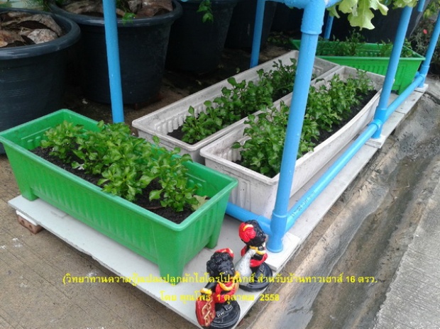 hydroponic veggie bed review (5)