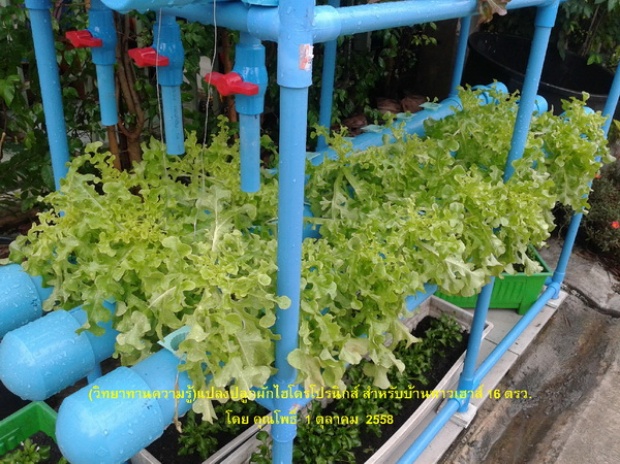 hydroponic veggie bed review (7)