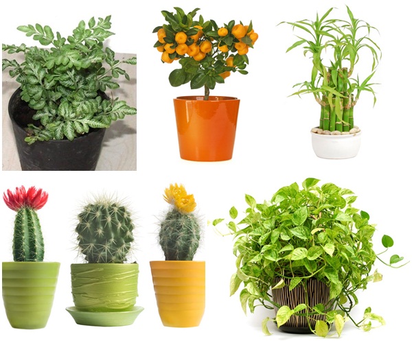 5-plants-for-working-space (1)