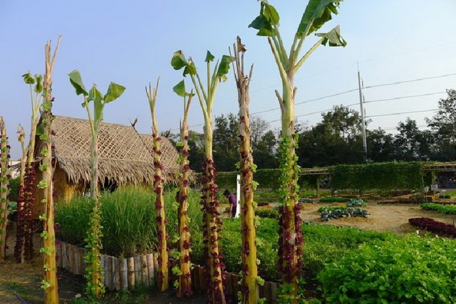 grow-plant-in-banana-tree-diy (2)
