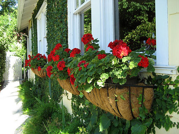red-flower-window-boxes