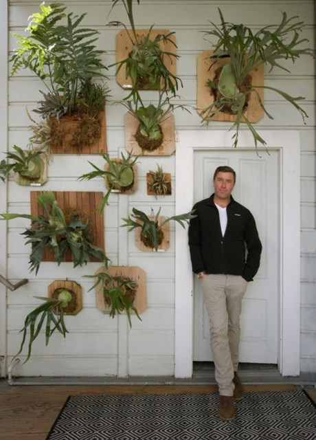 staghorn-fern-for-your-wall-decoration