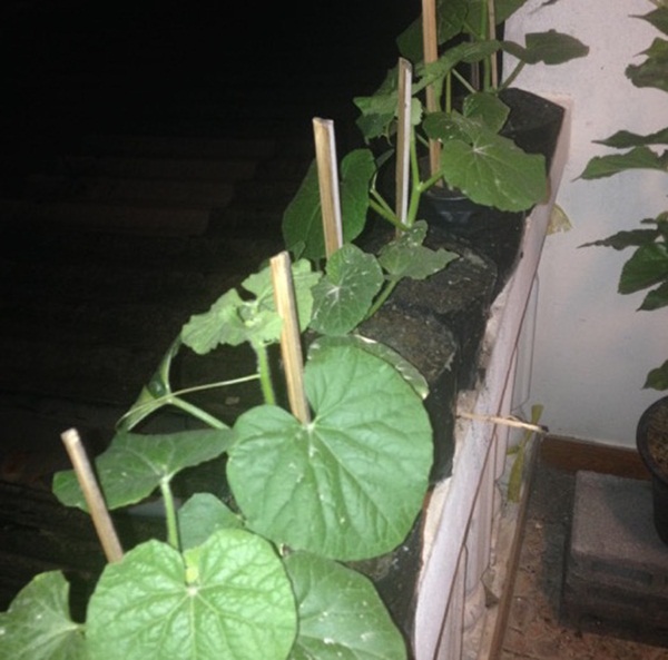 growing melon in apartment (24)