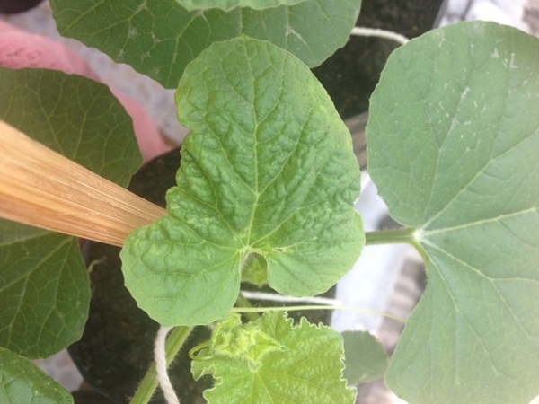 growing melon in apartment (29)