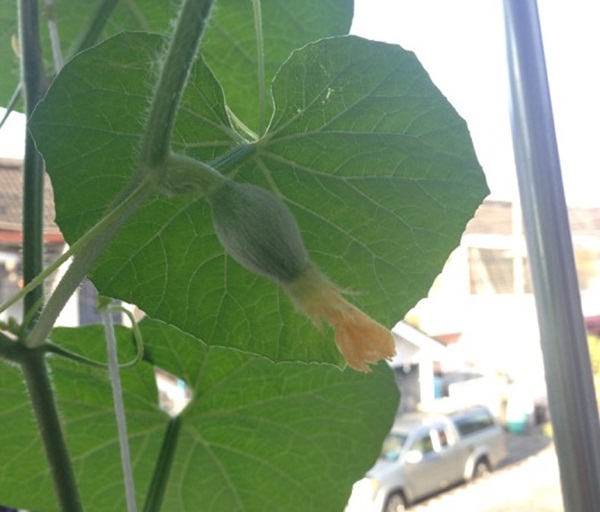 growing melon in apartment (38)