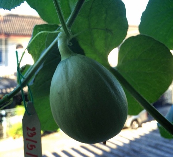 growing melon in apartment (39)