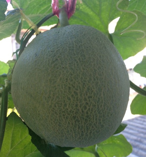 growing-melon-in-apartmentt (1)