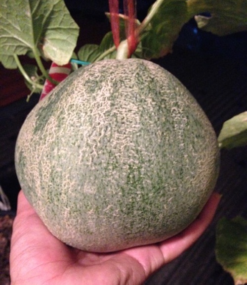 growing-melon-in-apartmentt (2)