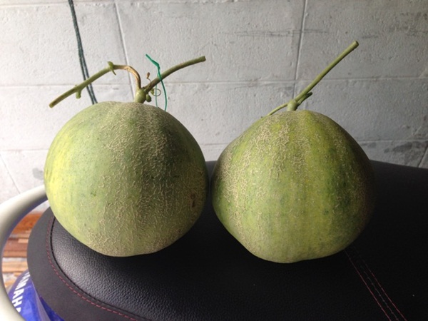 growing-melon-in-apartmentt (4)