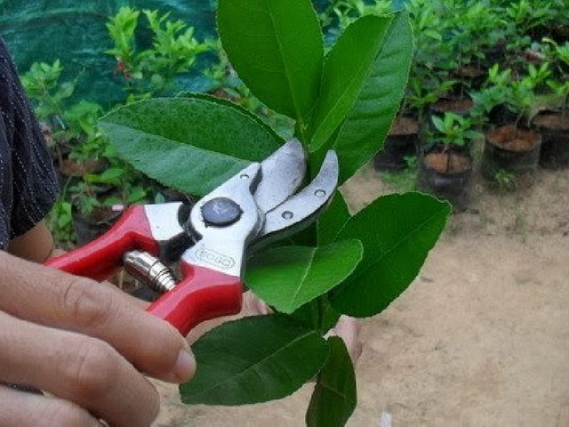 how-to-breed-thousand-lime-with-1-original-branch (2)