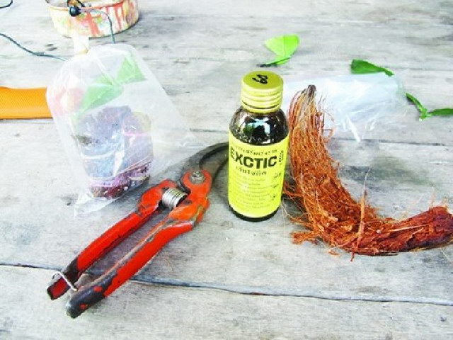 how-to-breed-thousand-lime-with-1-original-branch (4)