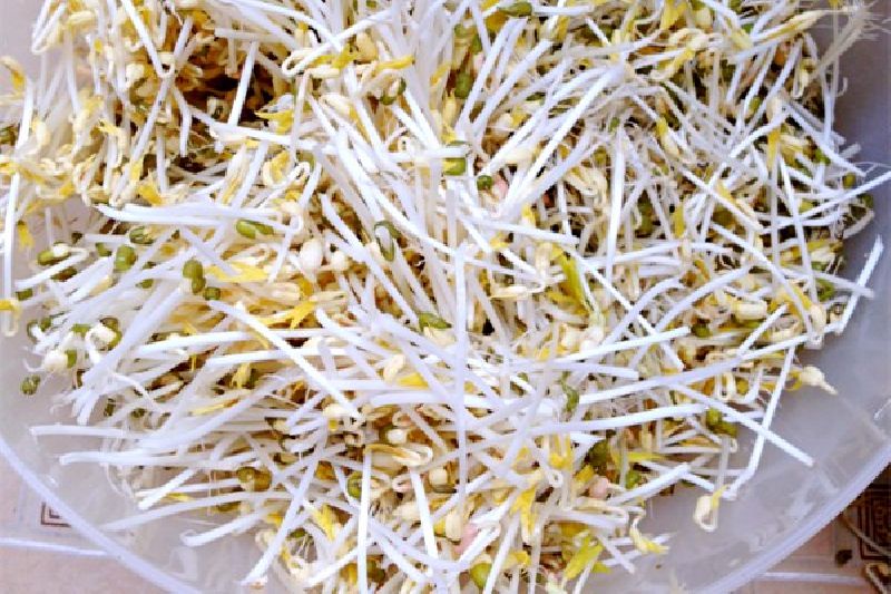 how to grow bean sprouts in clay pot (2)