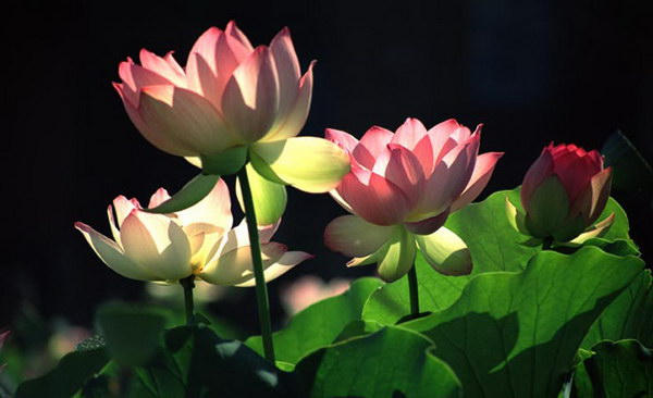 meaning of flowers for worshiping (1)
