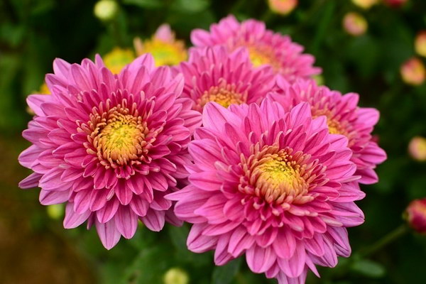meaning of flowers for worshiping (10)