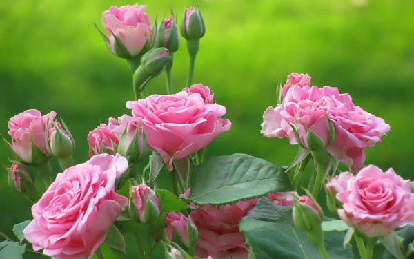 meaning of flowers for worshiping (6)