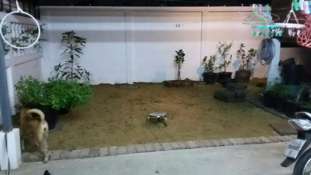 small sideyard garden review (14)
