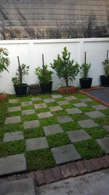 small sideyard garden review (6)