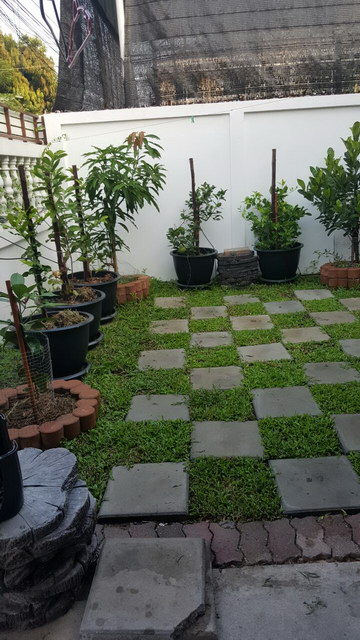 small sideyard garden review (8)