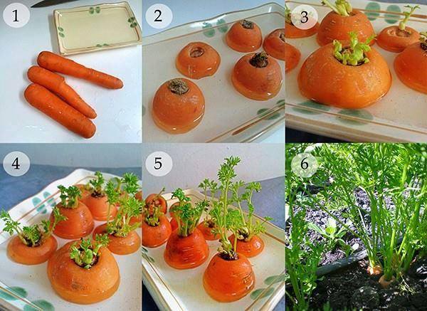 24 vegetables that can be revived (1)