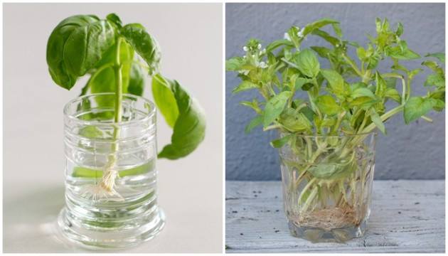 24 vegetables that can be revived (11)