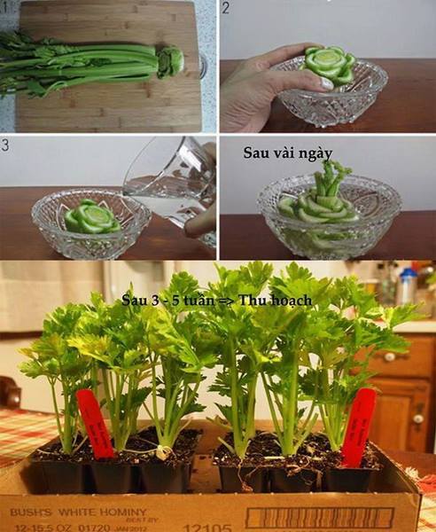 24 vegetables that can be revived (2)