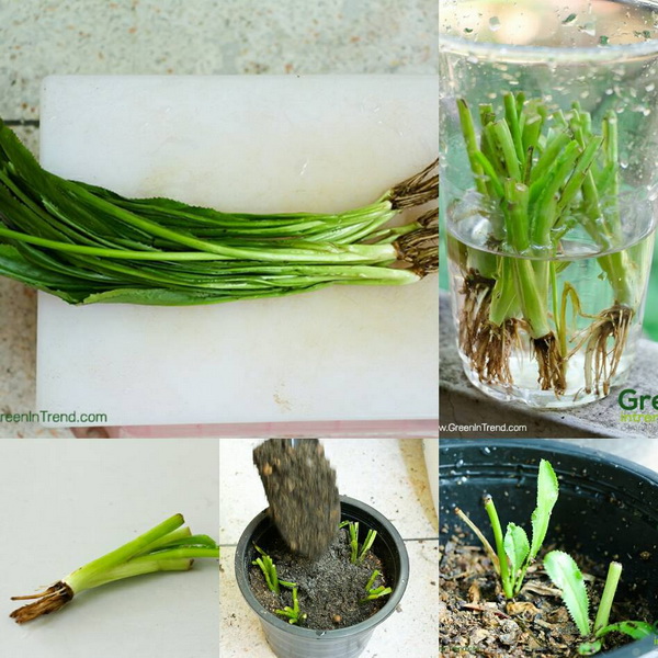 24 vegetables that can be revived (21)