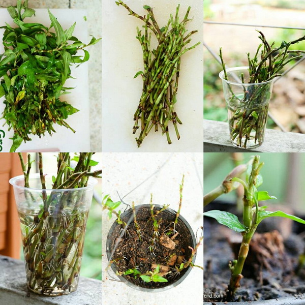 24 vegetables that can be revived (22)