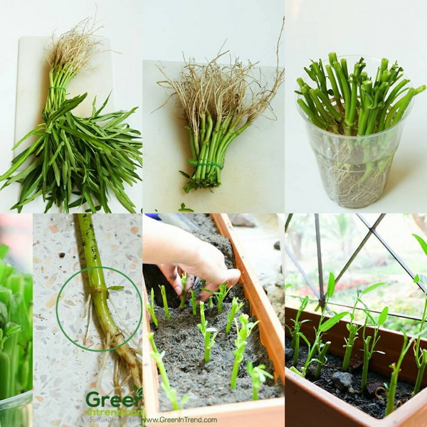 24 vegetables that can be revived (24)