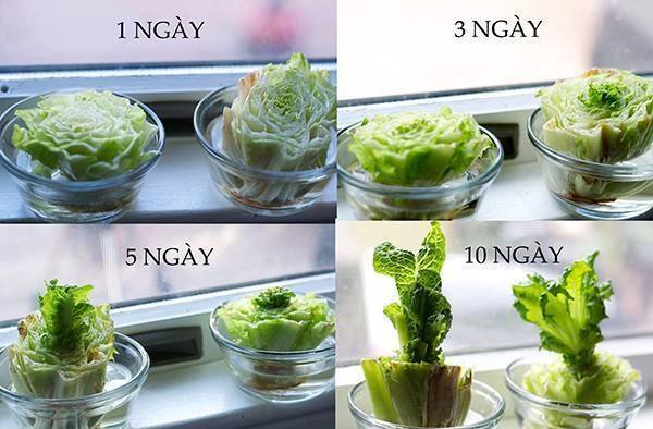 24 vegetables that can be revived (5)