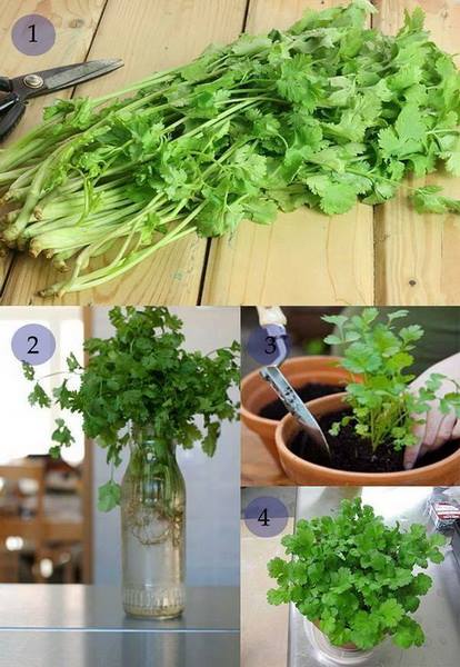 24 vegetables that can be revived (7)