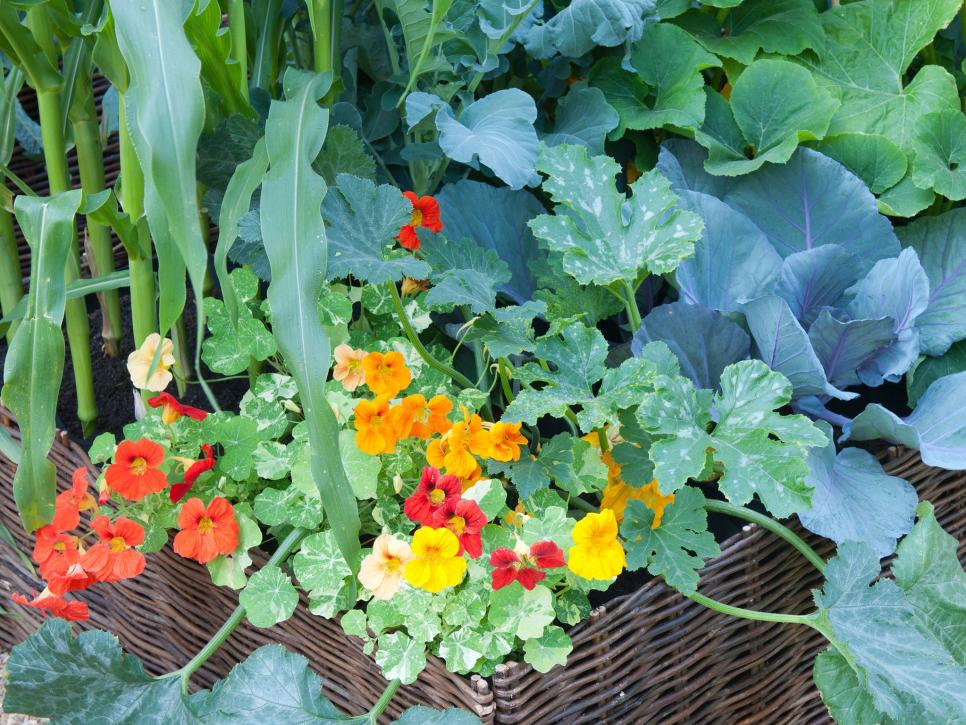 31 ideas for vegetable gardens and gardens (21)