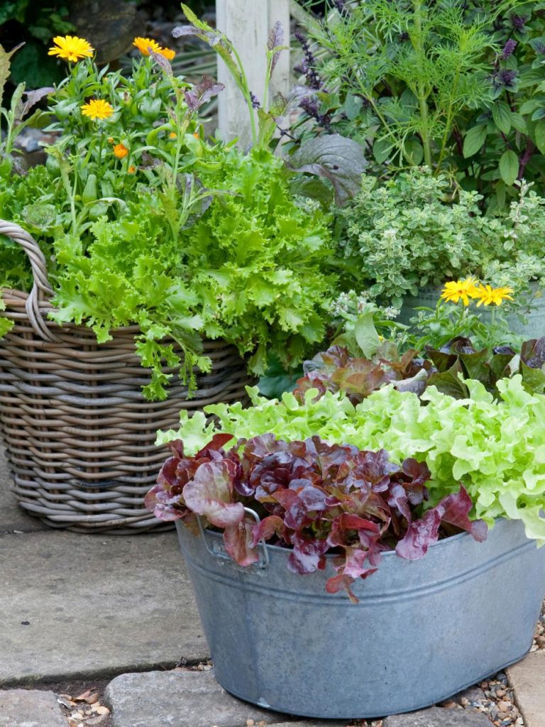 31 ideas for vegetable gardens and gardens (22)