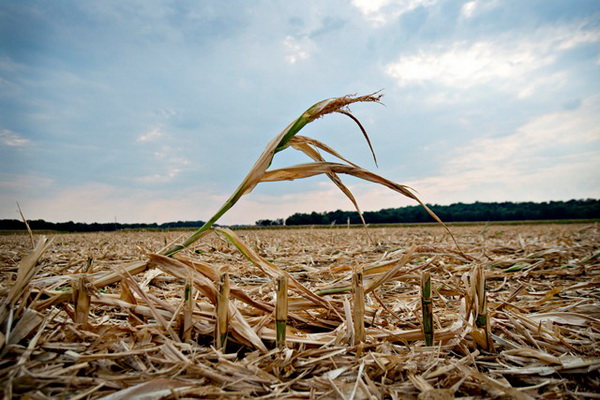 The cut off stalks of corn plants stand in a field cleared after drought conditions and extreme heat during pollination irreversibly damaged the crop in Carmi, Illinois, U.S., on Wednesday, July 11, 2012. Photographer: Daniel Acker/Bloomberg