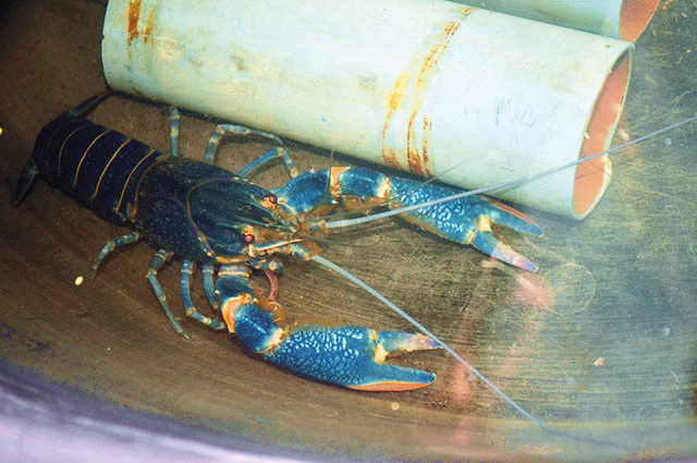 Red claw Crayfish occupation (2)