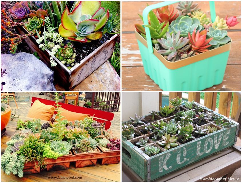 19 Ideas potted plants (15)