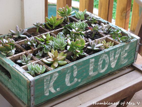 19 Ideas potted plants (6)