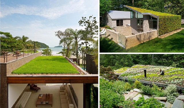 10-living-green-roof-plants-26